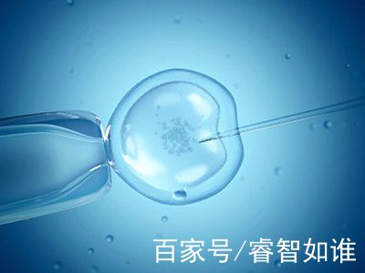 胚胎培养